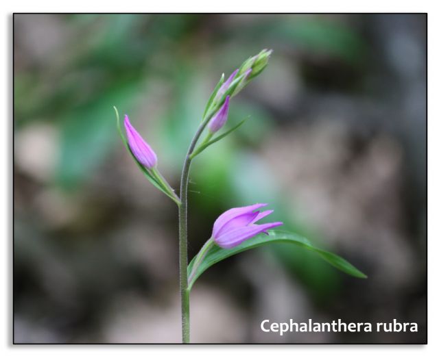 Orchidee di luglio al confine tra Toscana ed Emilia